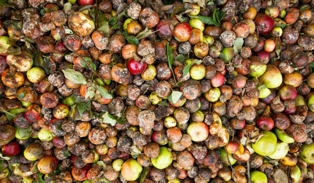 Verrottende &Auml;pfel auf einem Haufen